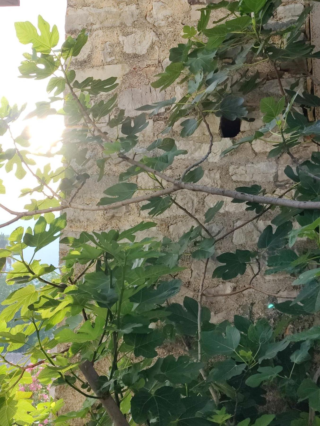Miro Guesthouse Tivat Eksteriør billede